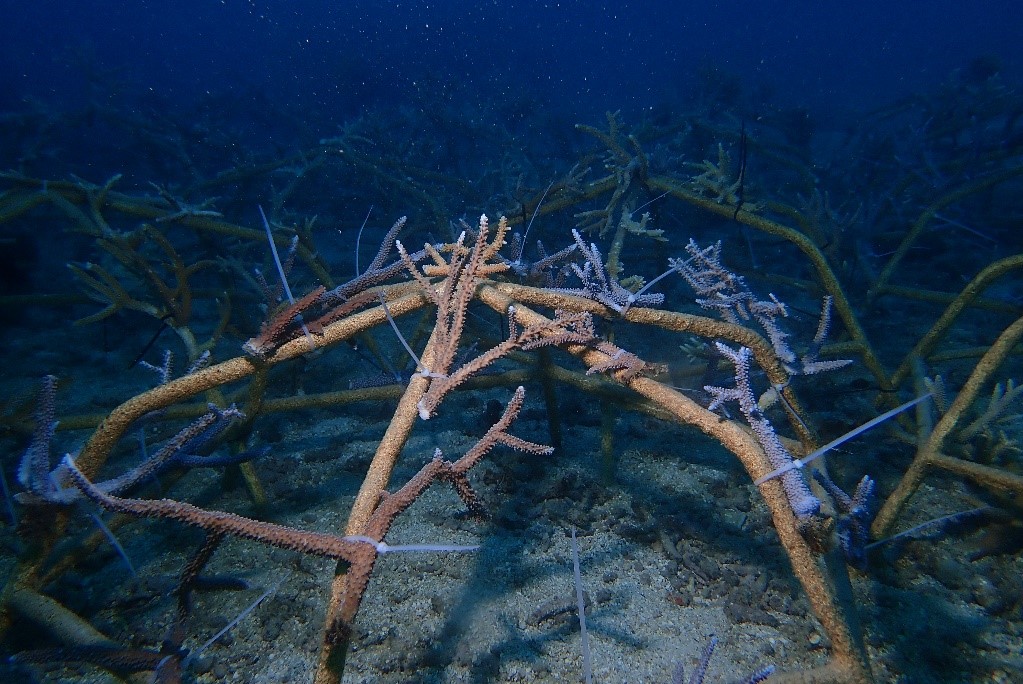 Coral Spider - Anambas Islands