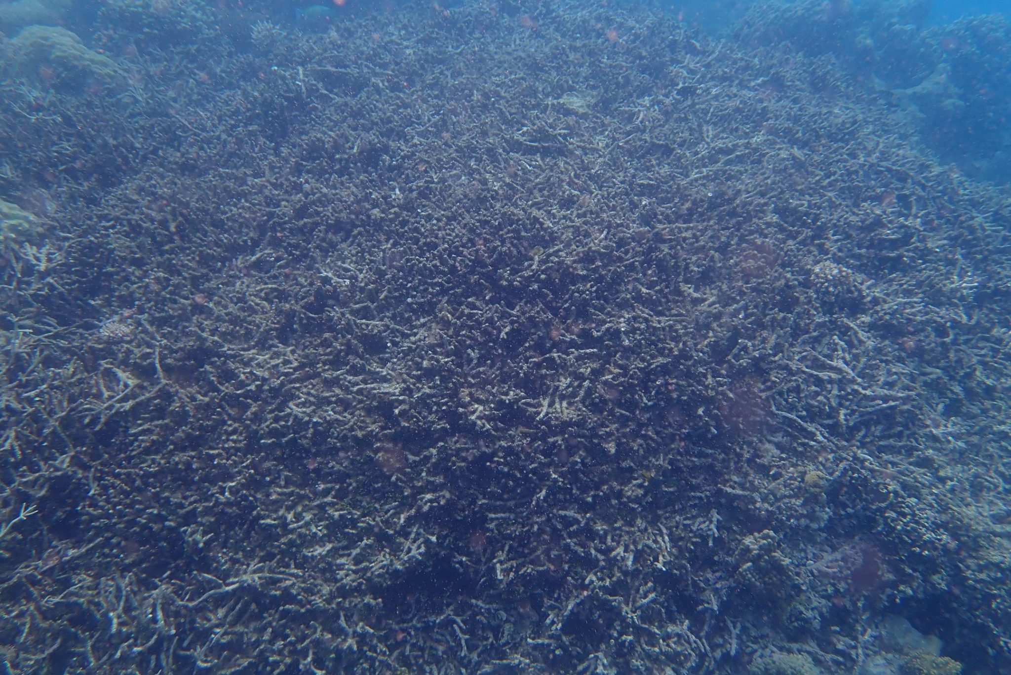 Blast Fishing - Anambas Islands