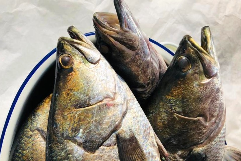 sampan catch