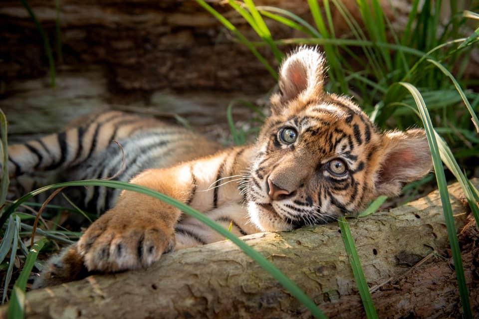 Australia Zoo