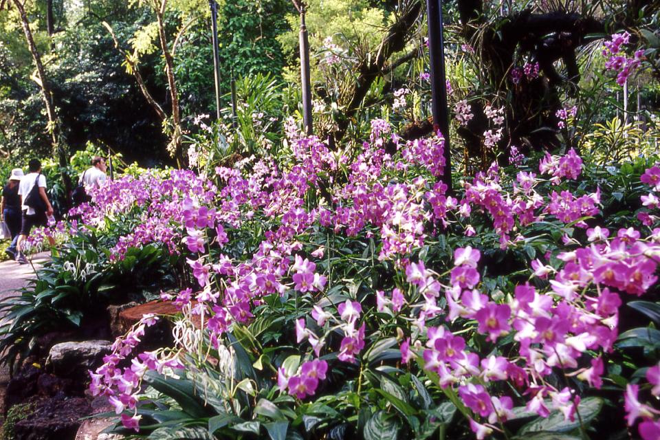 National Orchid Garden