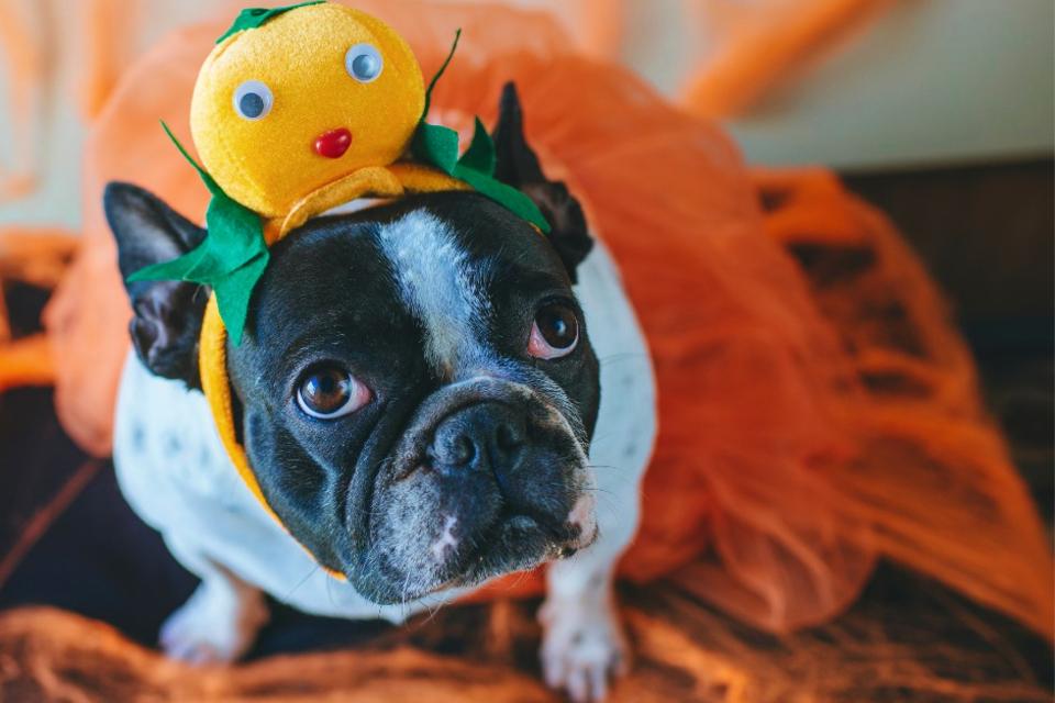 Pet Friendly Cafes And Restaurants In Singapore