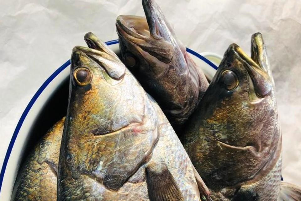 the sampan catch