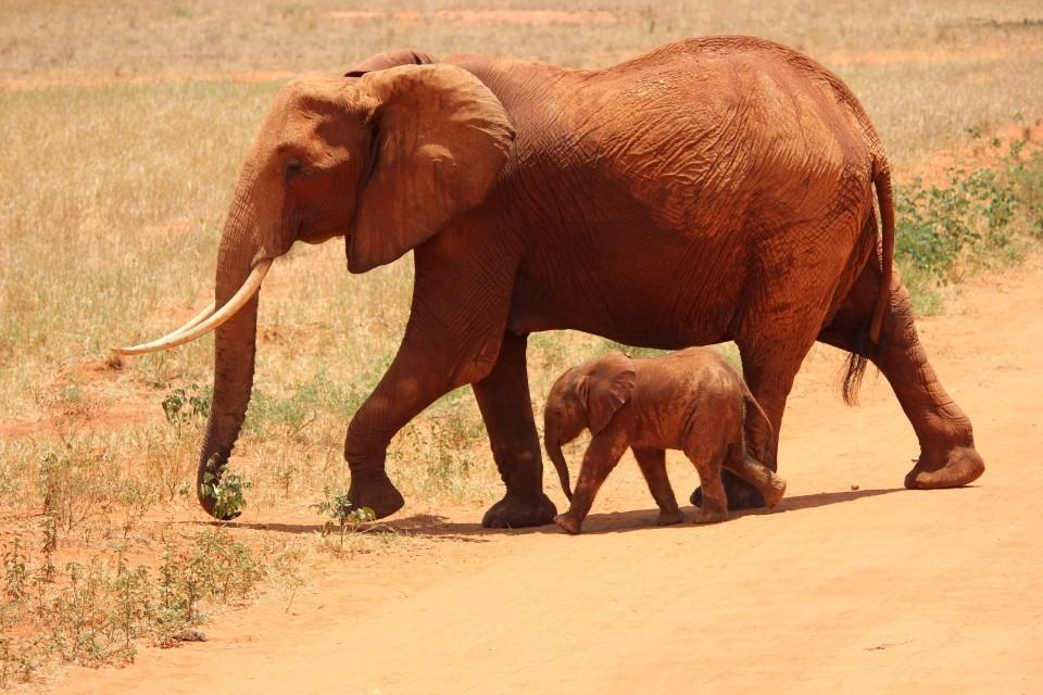 Wild Animals