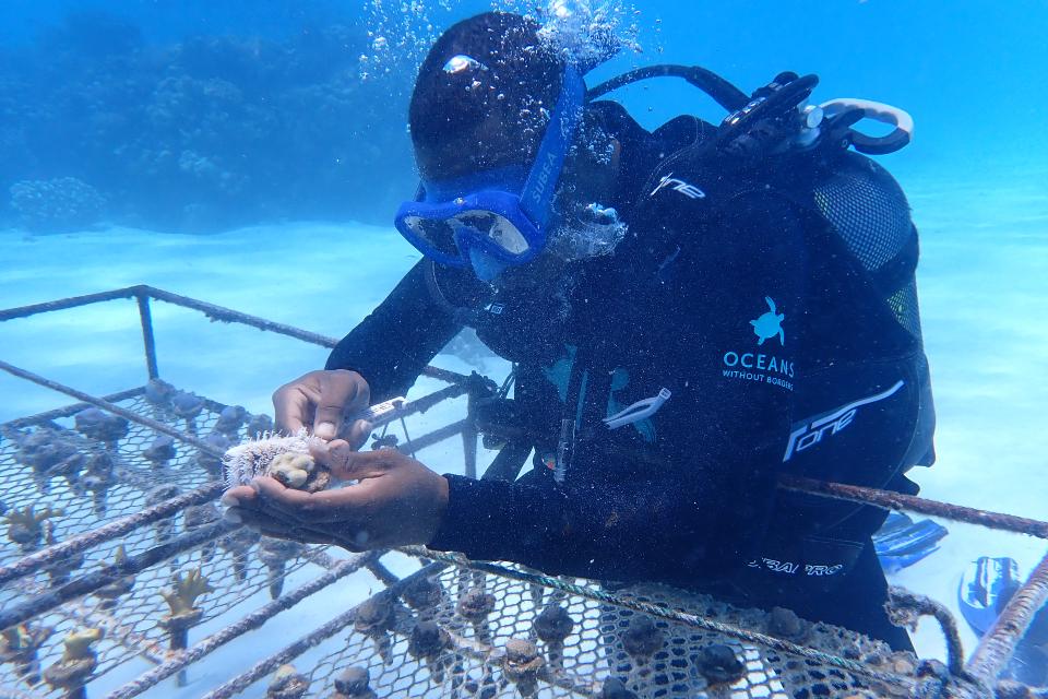 Securing Mnemba Atoll: A New Chapter in Coral Conservation