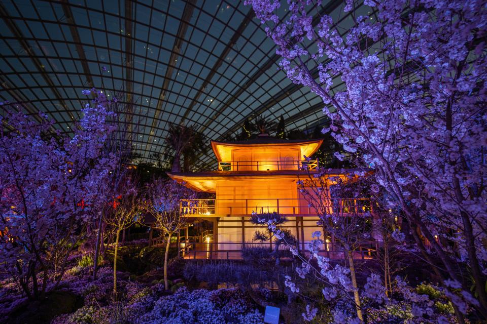 Experience the Peaceful Beauty of Sakura Blossoms at Gardens by the Bay's Day-to-Night Spectacular