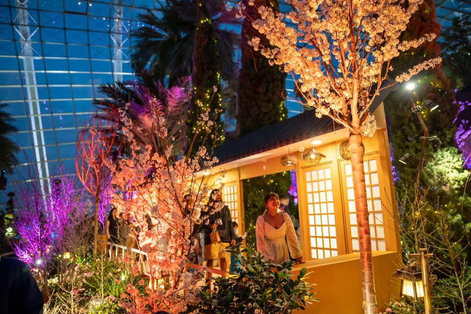 Experience the Peaceful Beauty of Sakura Blossoms at Gardens by the Bay's Day-to-Night Spectacular