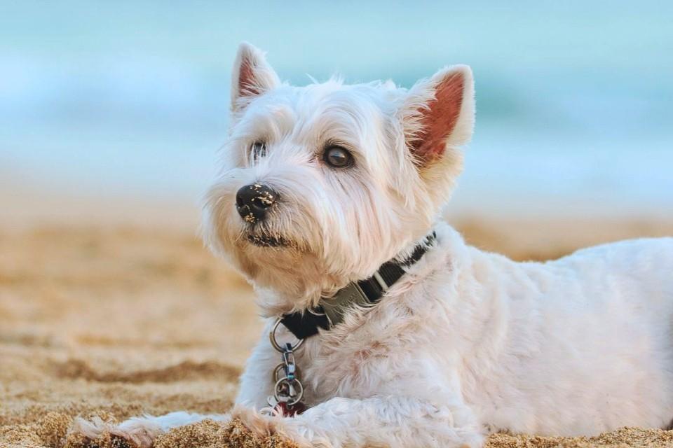 Luxurious Pet Retreat Awaits at Sofitel Singapore Sentosa Resort & Spa