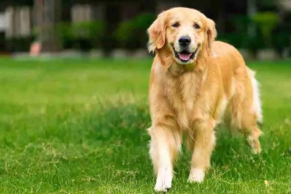 Health Considerations for Golden Retriever Puppies