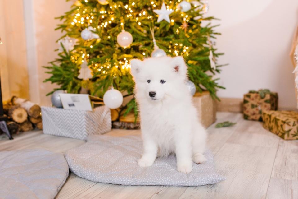 Thoughtful Ideas to Make the Holidays Special This Year