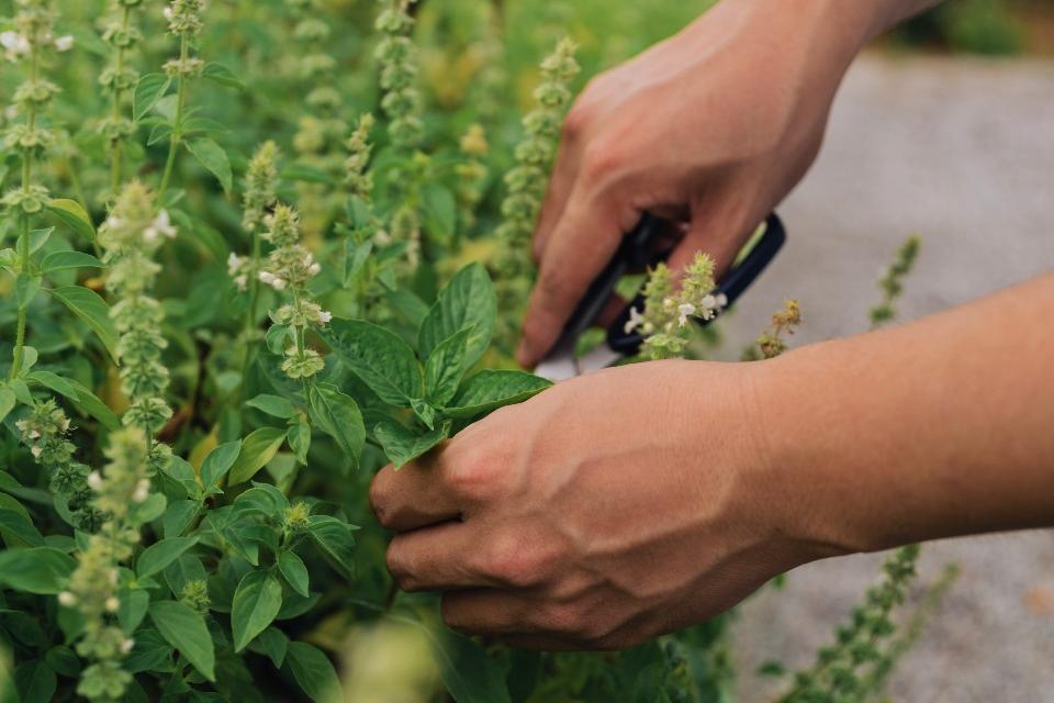 Forage