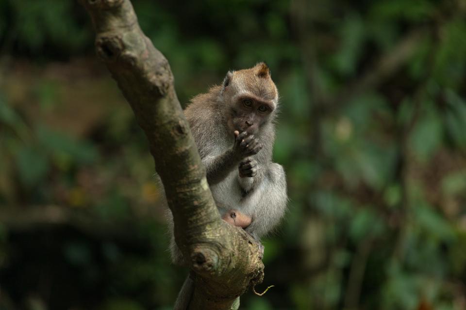 Ubud Monkey Forest 