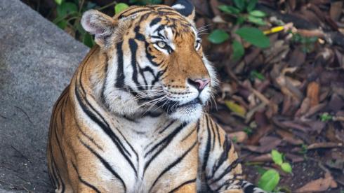 A New Era of Adventure Begins at Rainforest Wild Asia