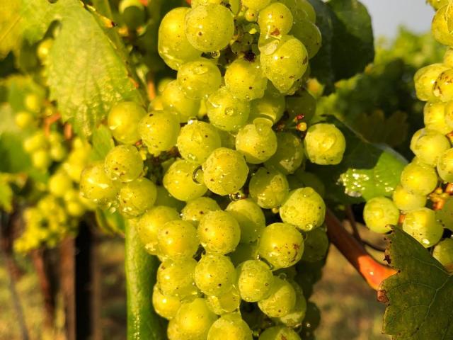 The Wine Farm