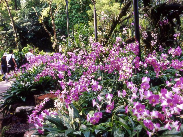 National Orchid Garden