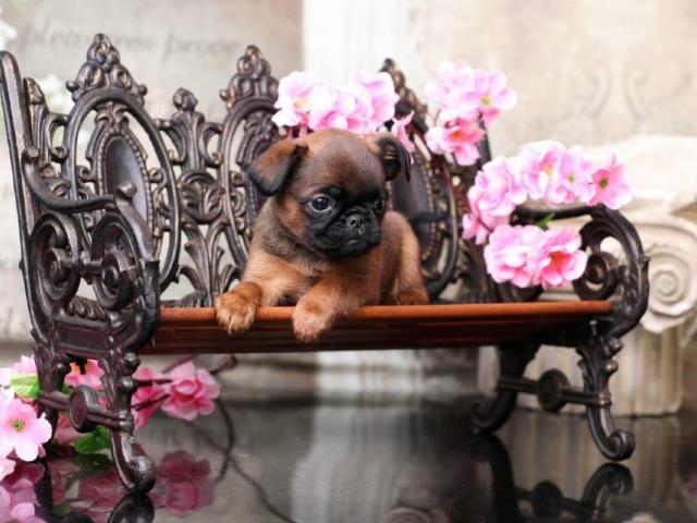 Pooch's Image