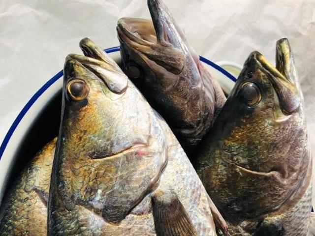 The sampan catch