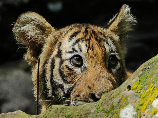 Night Safari