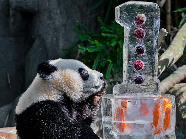Le Le Celebrates First Birthday With New Milestones Under His Belt