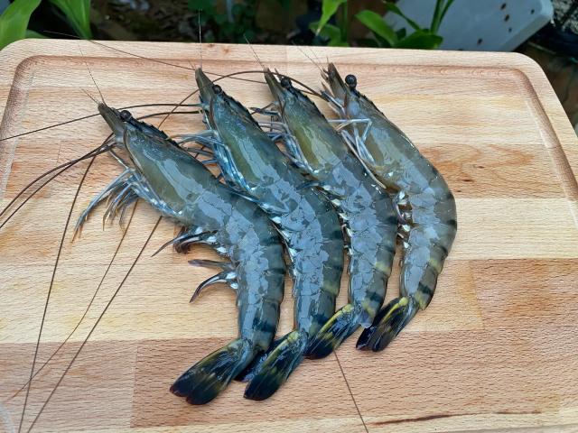 Catch of the Day