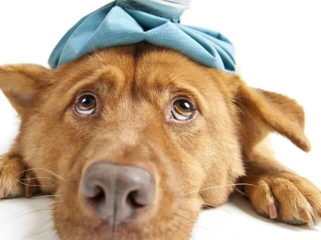 Mount Pleasant Veterinary Group