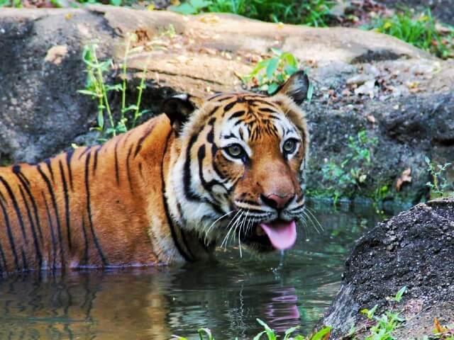 Expat Choice Zoo Melaka Malacca