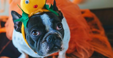 Pet Friendly Cafes And Restaurants In Singapore