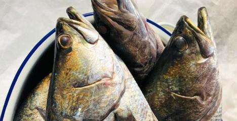 the sampan catch