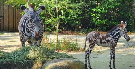 Mandai Wildlife Group