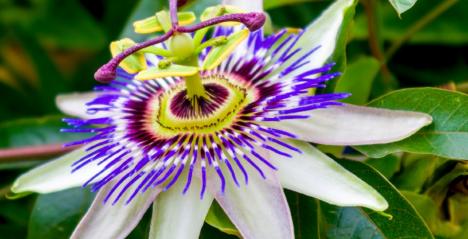 flor passionis