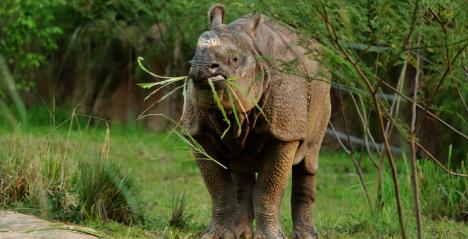 Night Safari Launches New Feeding Sessions With Indian Rhinoceros