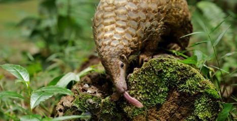 Singapore’s Wildlife Precinct Launches Refreshed Membership Programme With Month-long National Day Festivities