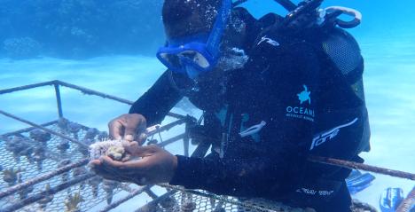 Securing Mnemba Atoll: A New Chapter in Coral Conservation