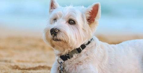 Luxurious Pet Retreat Awaits at Sofitel Singapore Sentosa Resort & Spa