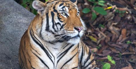 A New Era of Adventure Begins at Rainforest Wild Asia