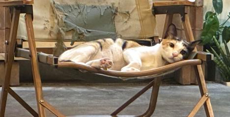 The stunnimng Tropical Garden at Villa Taksu Bali