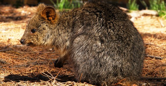 Panaorama Quokka Rottnest Island