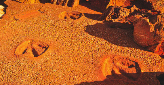 Dinosaur Footprints