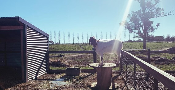 Heifer Station