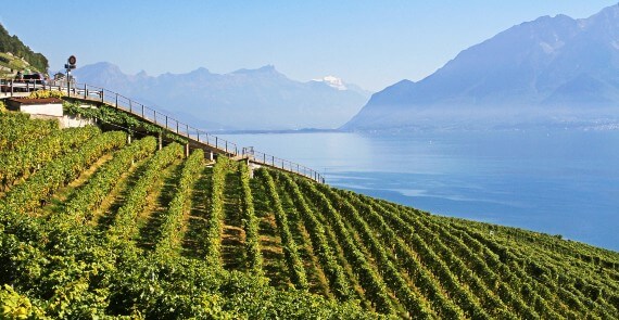Vineyards Cully (Lavaux) and Lake Geneva