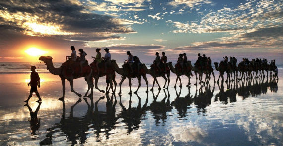 Camels