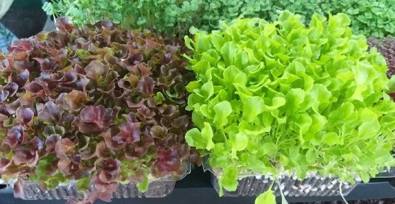 farm2metro