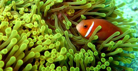 Beautiful Fish