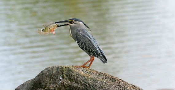 Birds of Singapore