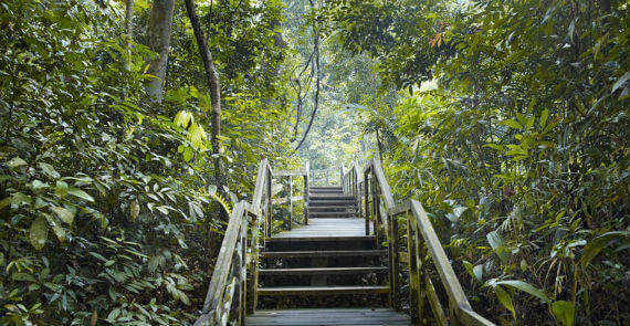 Bukit Timah Nature Reserve