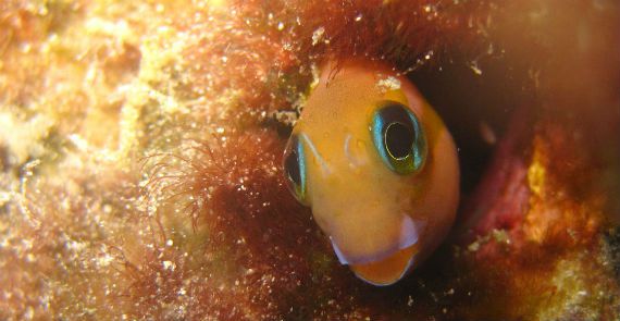 Cute Fish in the Ocean