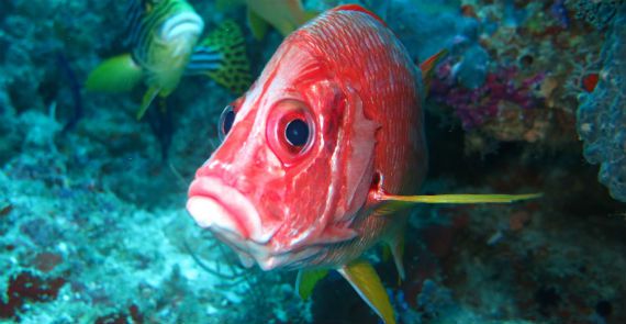 Deep Sea Fish