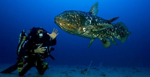Fish of the Ocean
