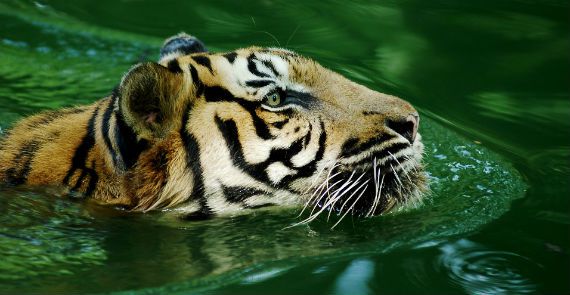 Singapore Lion
