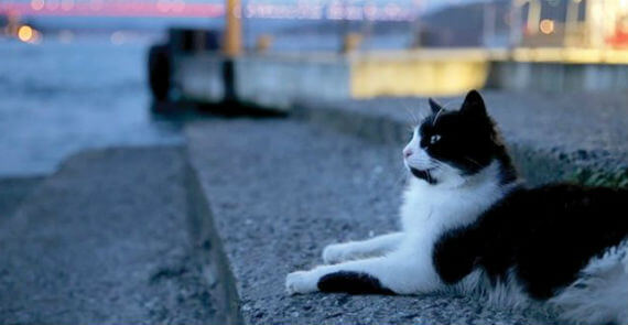 Kedi